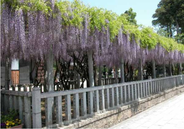 八幡神社紫藤樹