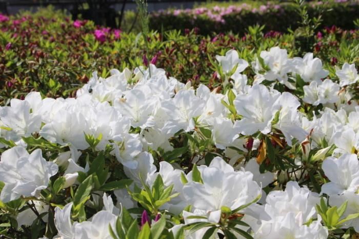 白いツツジの花の写真