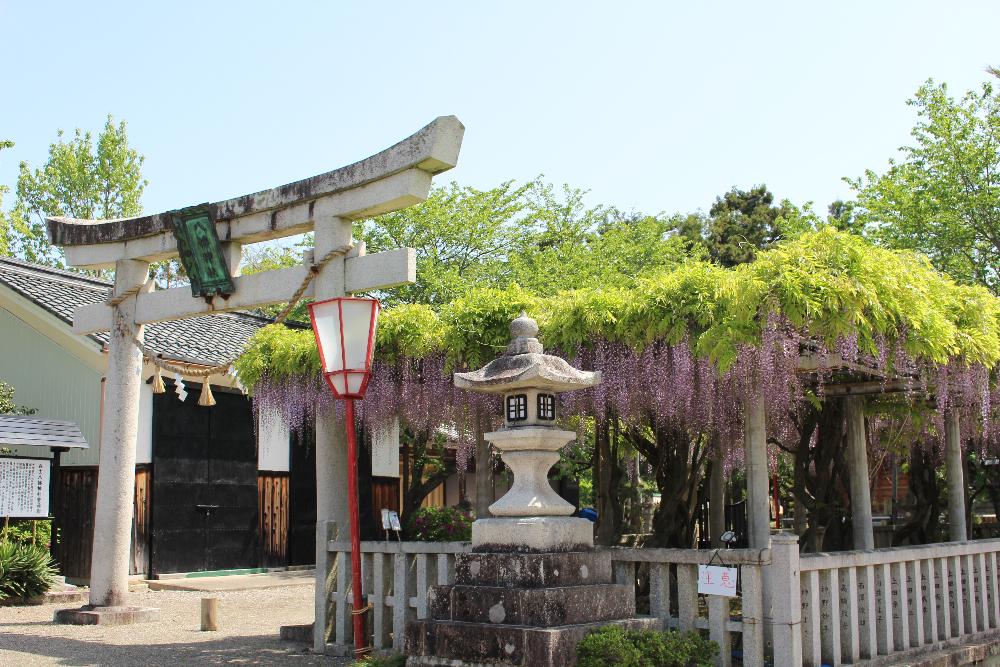 在士八幡神社　紫藤樹