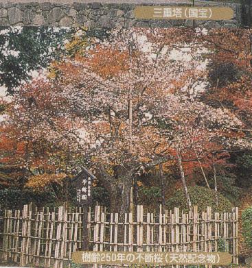 西明寺不断桜